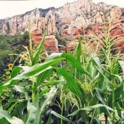 Heirloom Corn at Red Rock State Park A field of green grass and flowers with mountains in the background.