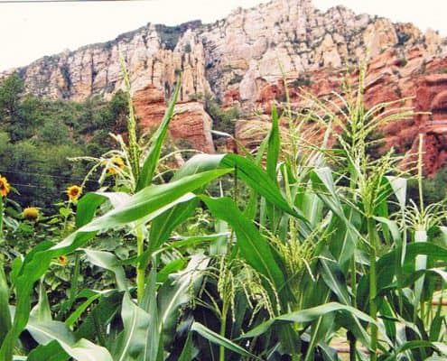 A field of green grass and flowers with mountains in the background.