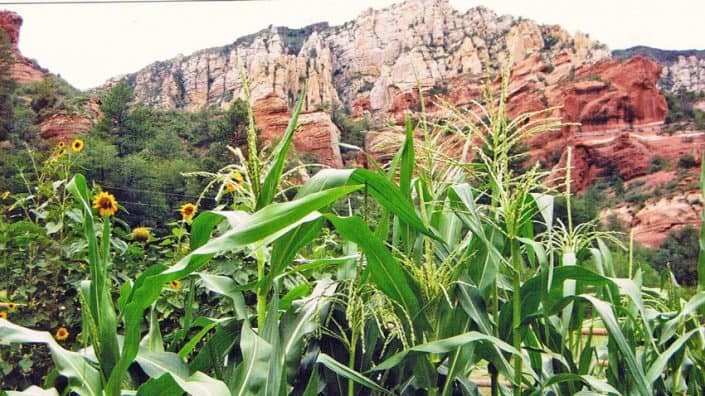 Heirloom Corn at Red Rock State Park A field of green grass and flowers with mountains in the background.