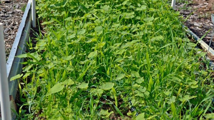 A close up of some green plants in the grass