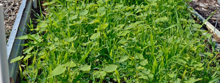 A close up of some green plants in the grass