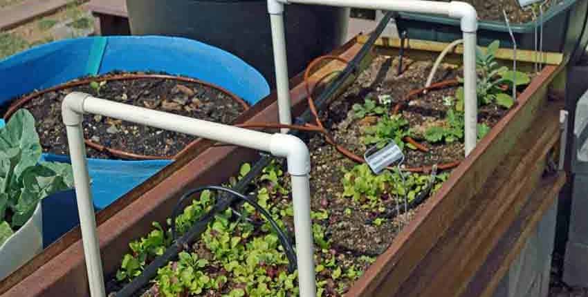 A garden with plants growing in it and water.