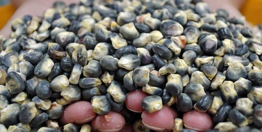 A pile of black and white beans sitting on top of a table.