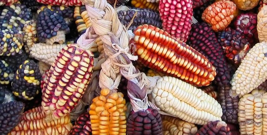 A pile of colorful corn on the cob.