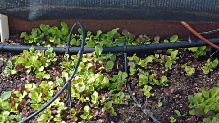 Lettuce Shade Detail A close up of some plants growing in the ground