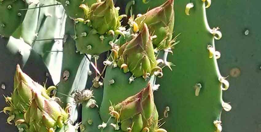 A close up of the leaves on a cactus