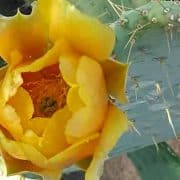 Prickly Pear Flower Detail – Ethel M Botanic Garden A yellow flower with many petals and a bee on it.