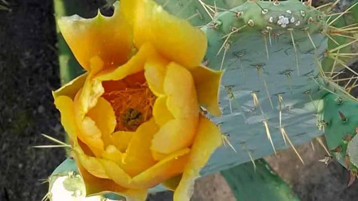 A yellow flower with many petals and a bee on it.