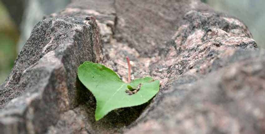 A green leaf sitting on top of a tree.