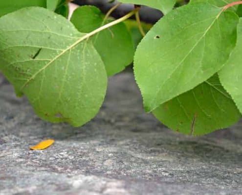 A close up of leaves on the ground