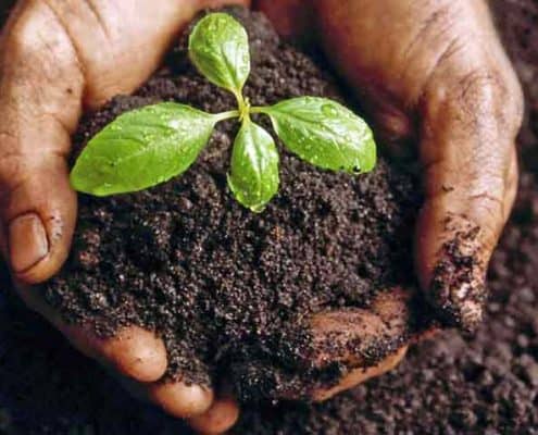 A person holding dirt with a plant in it.