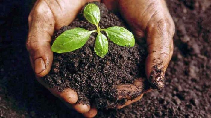 A person holding dirt with a plant in it.