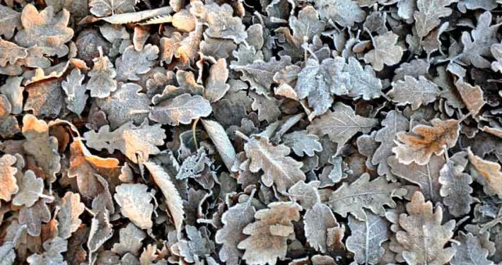 A pile of leaves that are on the ground.