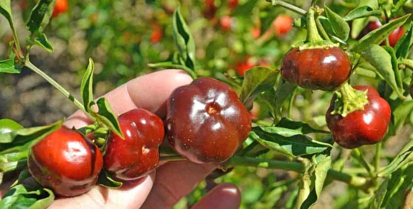 A person holding tomatoes in their hand.