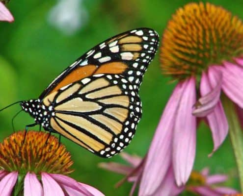 A butterfly is sitting on the flower of an echinacea plant.