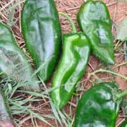 Roasting Peppers A group of green peppers sitting on top of grass.