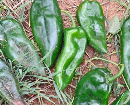 A group of green peppers sitting on top of grass.