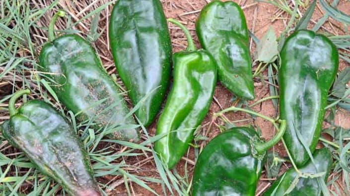 Roasting Peppers A group of green peppers sitting on top of grass.
