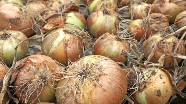 Onions Drying A pile of onions with brown and green tops.