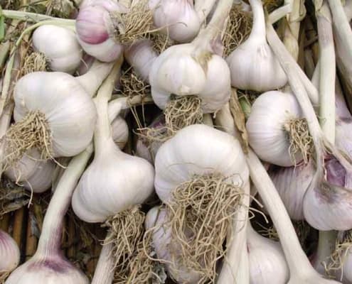 Heirloom hardneck garlic bulbs.