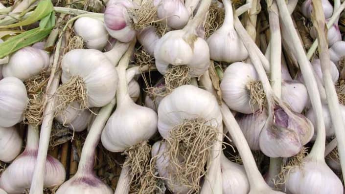 Hardneck Garlic Bulbs Heirloom hardneck garlic bulbs.