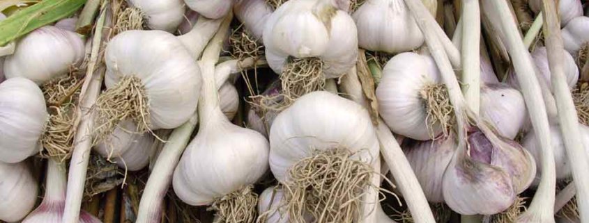 Heirloom hardneck garlic bulbs.
