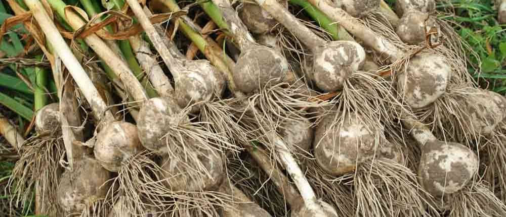 Hardneck garlic curing after harvest.