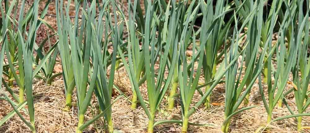 Heirloom hardneck garlic plants.