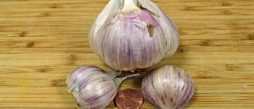 Music hardneck garlic bulb and cloves.