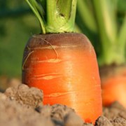 A carrot growing in the dirt with green leaves.