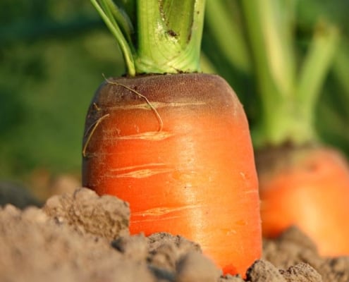 A carrot growing in the dirt with green leaves.