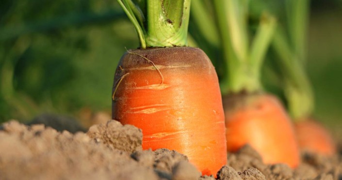 Heirloom Carrots A carrot growing in the dirt with green leaves.