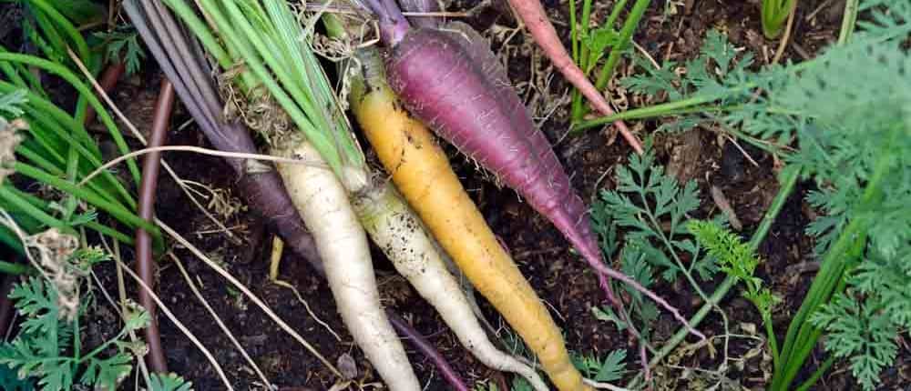 Kaleidoscope baby carrots.