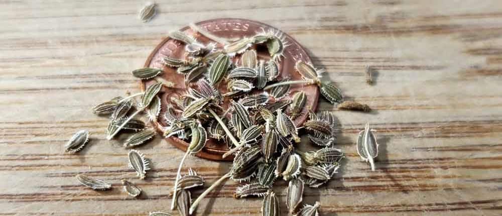 Carrot seeds on a penny.