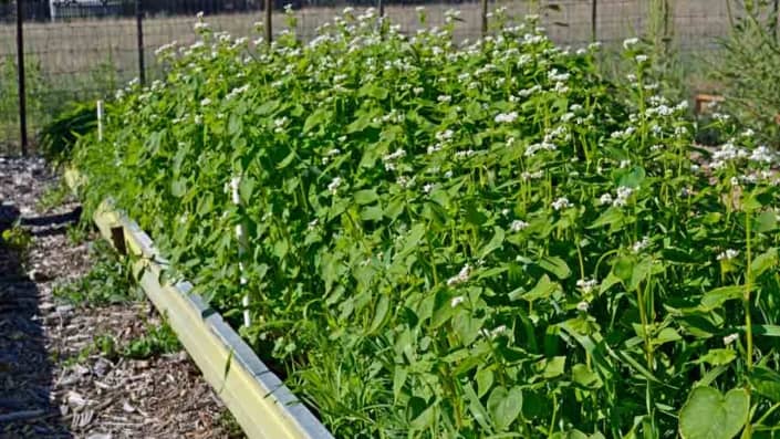 Garden Cover Up Mix cover crops in raised bed.