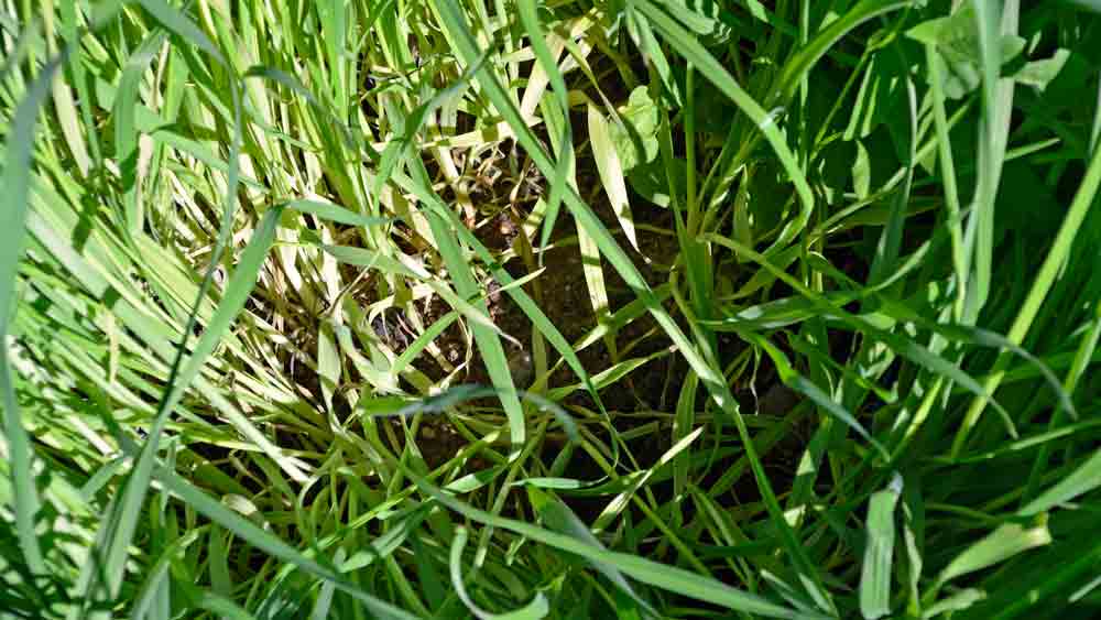 A plant growing in the dirt on a sunny day.