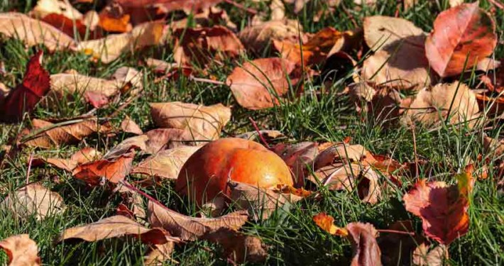 A pumpkin sitting in the grass with leaves on it.