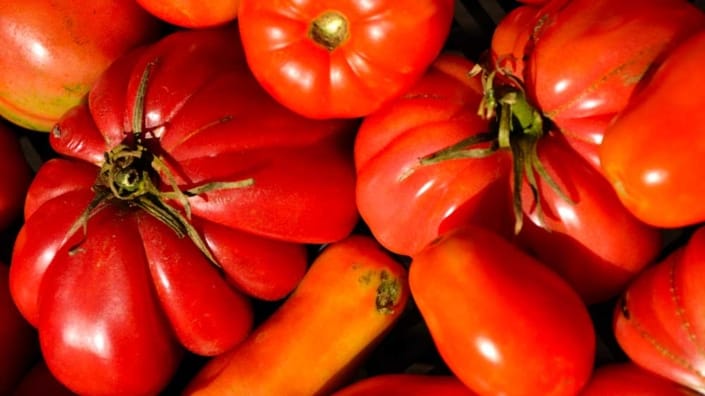 Growing-Tomatoes-101- A close up of tomatoes and other vegetables