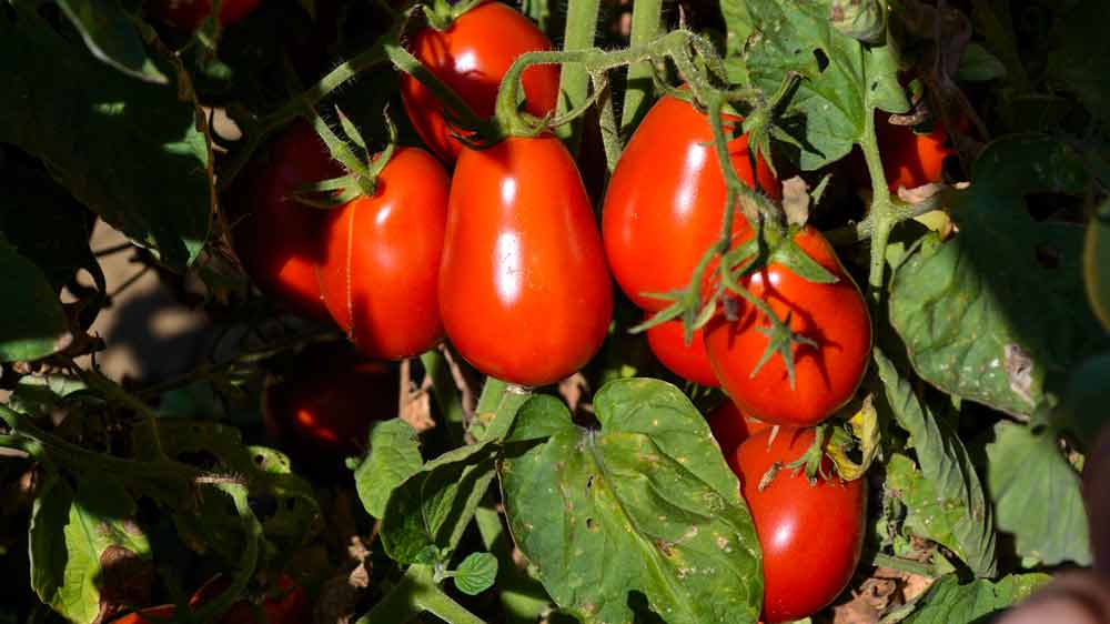 Growing-Tomatoes-101-Harvest A close up of tomatoes on the vine