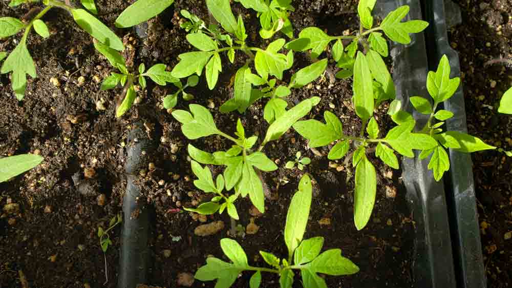 Growing-Tomatoes-101-Seedlings A close up of some green leaves on the ground