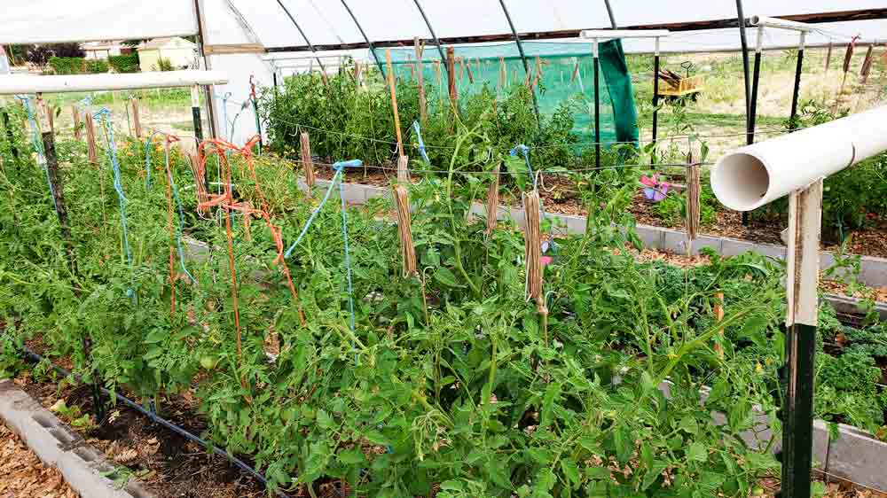 Growing-Tomatoes-101-Support A garden with many plants growing in it.