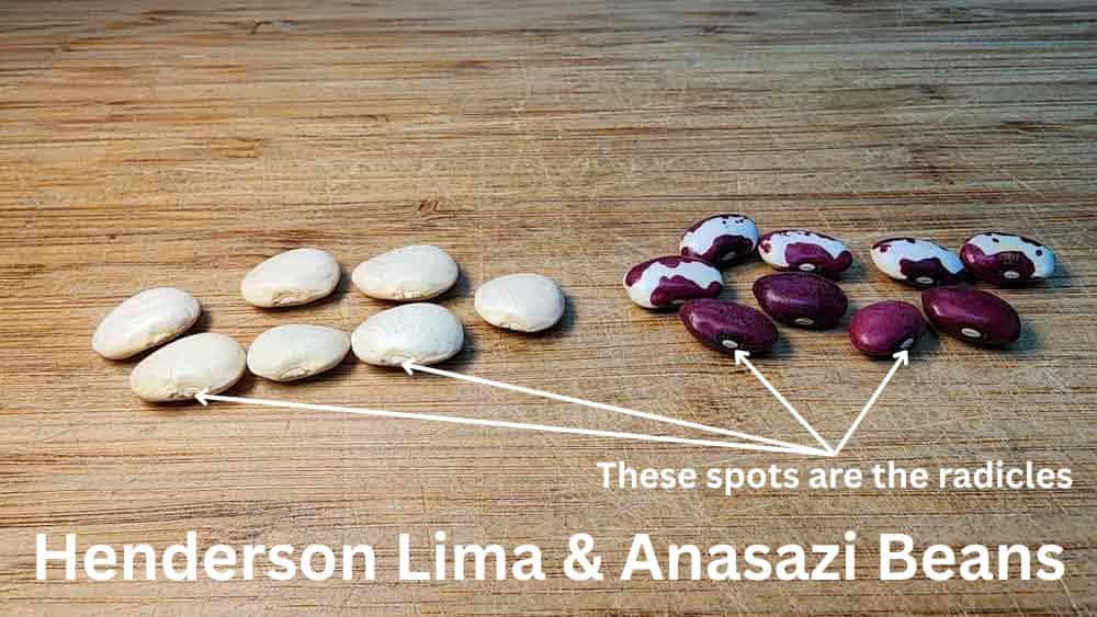 A wooden table with beans and a string.