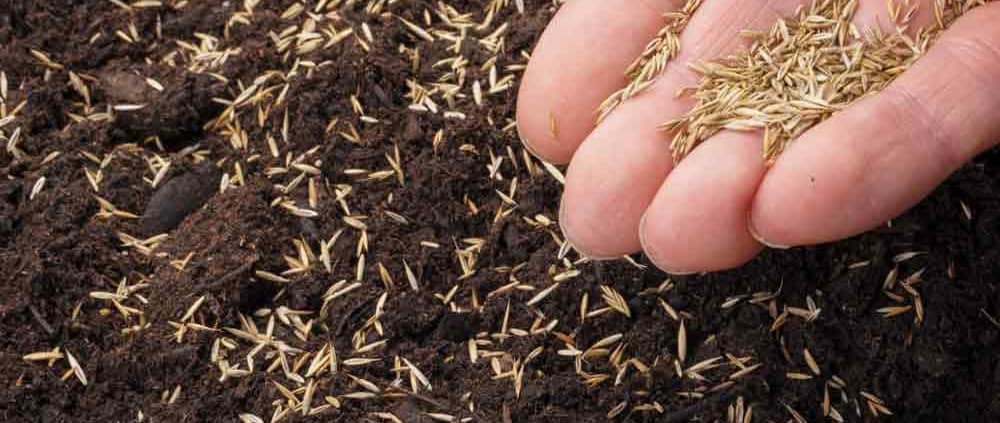A person holding dirt in their hand and putting seeds into it.