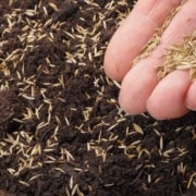 A person holding dirt in their hand and putting seeds into it.
