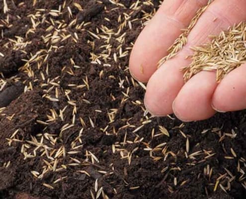 A person holding dirt in their hand and putting seeds into it.