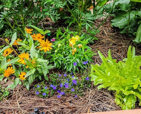 A garden with many different plants and flowers.