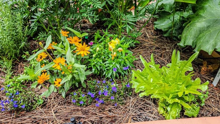 A garden with many different plants and flowers.