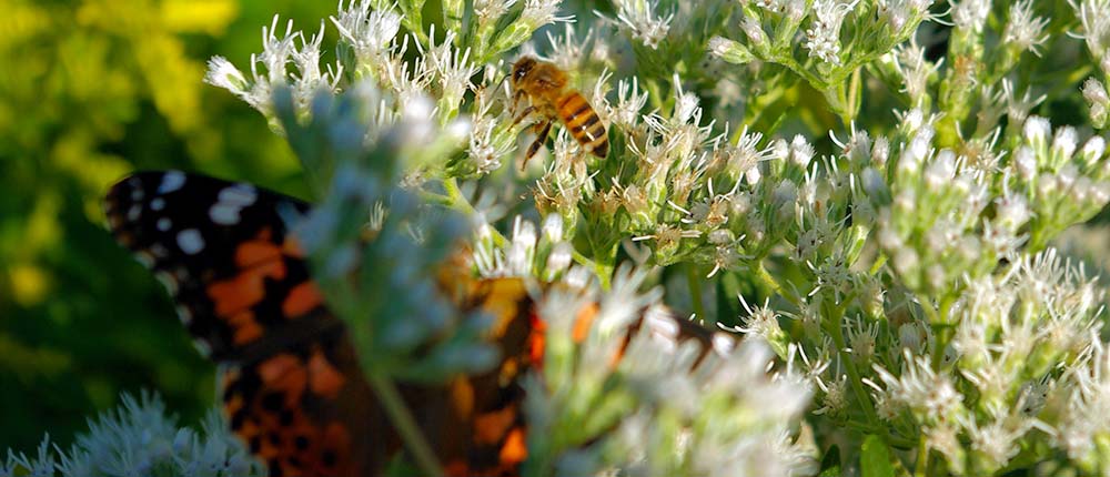 A bee is flying around in the middle of some plants.
