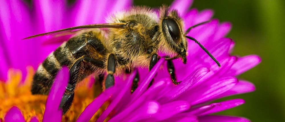 A bee is sitting on the flower of an aster.