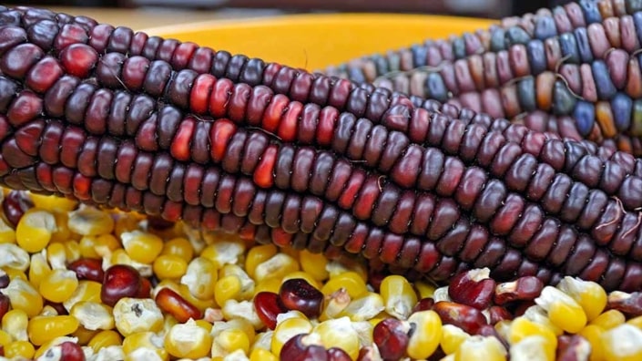 A close up of corn on the cob with beans